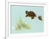 Spring Fling - Trutle and Snail-Peggy Harris-Framed Giclee Print