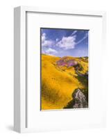 Spring Fling Wildflower Plains - Carrizo Southern California-Vincent James-Framed Photographic Print