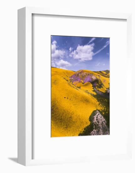 Spring Fling Wildflower Plains - Carrizo Southern California-Vincent James-Framed Photographic Print