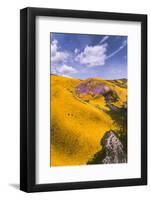 Spring Fling Wildflower Plains - Carrizo Southern California-Vincent James-Framed Photographic Print