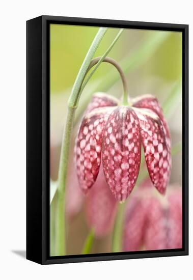 Spring Flower Close Up - Checkered Head of a Snake S Head (Fritillary Fritillaria Meleagris)-South West Images Scotland-Framed Stretched Canvas