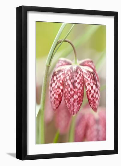 Spring Flower Close Up - Checkered Head of a Snake S Head (Fritillary Fritillaria Meleagris)-South West Images Scotland-Framed Photographic Print