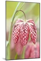 Spring Flower Close Up - Checkered Head of a Snake S Head (Fritillary Fritillaria Meleagris)-South West Images Scotland-Mounted Photographic Print