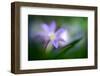 Spring Flower Closeup-Ursula Abresch-Framed Photographic Print