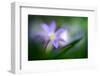 Spring Flower Closeup-Ursula Abresch-Framed Photographic Print