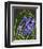 Spring Flower Garden Hyacinths-null-Framed Art Print