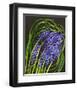 Spring Flower Garden Hyacinths-null-Framed Art Print