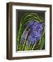 Spring Flower Garden Hyacinths-null-Framed Art Print