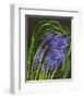 Spring Flower Garden Hyacinths-null-Framed Art Print