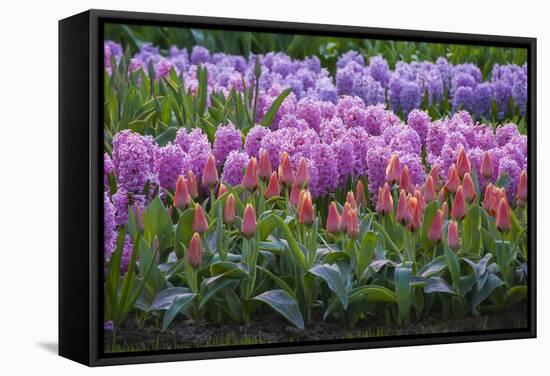 Spring Flower Garden with Tulips and Hyacinth-Anna Miller-Framed Stretched Canvas