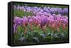 Spring Flower Garden with Tulips and Hyacinth-Anna Miller-Framed Stretched Canvas