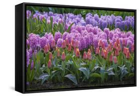 Spring Flower Garden with Tulips and Hyacinth-Anna Miller-Framed Stretched Canvas