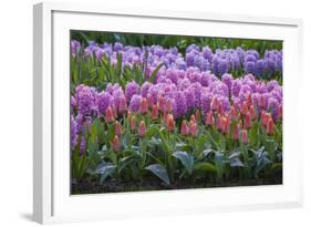 Spring Flower Garden with Tulips and Hyacinth-Anna Miller-Framed Photographic Print