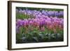 Spring Flower Garden with Tulips and Hyacinth-Anna Miller-Framed Photographic Print