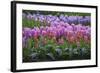 Spring Flower Garden with Tulips and Hyacinth-Anna Miller-Framed Photographic Print