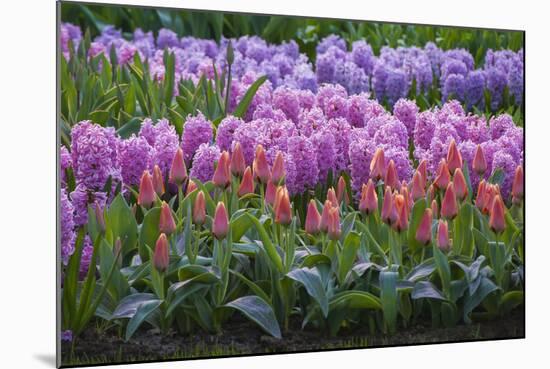 Spring Flower Garden with Tulips and Hyacinth-Anna Miller-Mounted Photographic Print