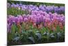 Spring Flower Garden with Tulips and Hyacinth-Anna Miller-Mounted Photographic Print