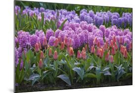 Spring Flower Garden with Tulips and Hyacinth-Anna Miller-Mounted Photographic Print