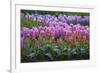 Spring Flower Garden with Tulips and Hyacinth-Anna Miller-Framed Photographic Print