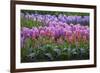 Spring Flower Garden with Tulips and Hyacinth-Anna Miller-Framed Photographic Print