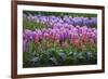 Spring Flower Garden with Tulips and Hyacinth-Anna Miller-Framed Photographic Print