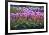 Spring Flower Garden with Tulips and Hyacinth-Anna Miller-Framed Photographic Print