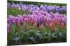 Spring Flower Garden with Tulips and Hyacinth-Anna Miller-Mounted Photographic Print