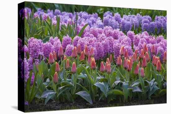 Spring Flower Garden with Tulips and Hyacinth-Anna Miller-Stretched Canvas