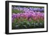 Spring Flower Garden with Tulips and Hyacinth-Anna Miller-Framed Photographic Print