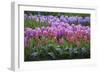 Spring Flower Garden with Tulips and Hyacinth-Anna Miller-Framed Photographic Print