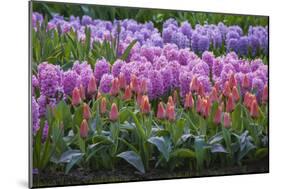 Spring Flower Garden with Tulips and Hyacinth-Anna Miller-Mounted Photographic Print
