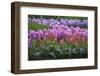 Spring Flower Garden with Tulips and Hyacinth-Anna Miller-Framed Photographic Print