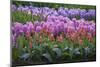 Spring Flower Garden with Tulips and Hyacinth-Anna Miller-Mounted Photographic Print