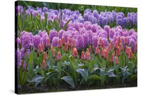Spring Flower Garden with Tulips and Hyacinth-Anna Miller-Stretched Canvas