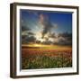 Spring Flower Meadow. Composition of Nature-Oleh Honcharenko-Framed Photographic Print