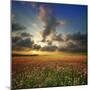 Spring Flower Meadow. Composition of Nature-Oleh Honcharenko-Mounted Photographic Print