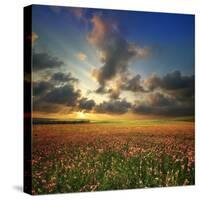 Spring Flower Meadow. Composition of Nature-Oleh Honcharenko-Stretched Canvas