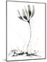 Spring Flower-null-Mounted Giclee Print