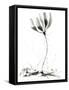 Spring Flower-null-Framed Stretched Canvas