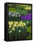 Spring flowerbeds with daffodils and hyacinth-Anna Miller-Framed Stretched Canvas