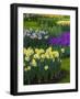 Spring flowerbeds with daffodils and hyacinth-Anna Miller-Framed Photographic Print