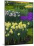 Spring flowerbeds with daffodils and hyacinth-Anna Miller-Mounted Photographic Print