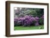 Spring-flowering bushes at the “” Prato dei Gobbi””, Isola Madre, Stresa, Piedmont, Italy-null-Framed Photographic Print