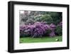 Spring-flowering bushes at the “” Prato dei Gobbi””, Isola Madre, Stresa, Piedmont, Italy-null-Framed Photographic Print