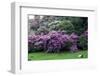 Spring-flowering bushes at the “” Prato dei Gobbi””, Isola Madre, Stresa, Piedmont, Italy-null-Framed Photographic Print