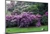 Spring-flowering bushes at the “” Prato dei Gobbi””, Isola Madre, Stresa, Piedmont, Italy-null-Mounted Photographic Print