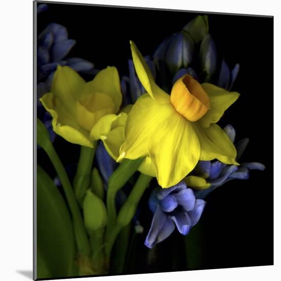 Spring Flowers 1-Magda Indigo-Mounted Photographic Print