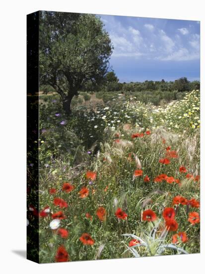 Spring Flowers, Akrotiri Peninsula, Chania Region, Crete, Greek Islands, Greece, Europe-Stuart Black-Stretched Canvas