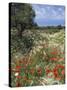 Spring Flowers, Akrotiri Peninsula, Chania Region, Crete, Greek Islands, Greece, Europe-Stuart Black-Stretched Canvas