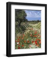 Spring Flowers, Akrotiri Peninsula, Chania Region, Crete, Greek Islands, Greece, Europe-Stuart Black-Framed Photographic Print